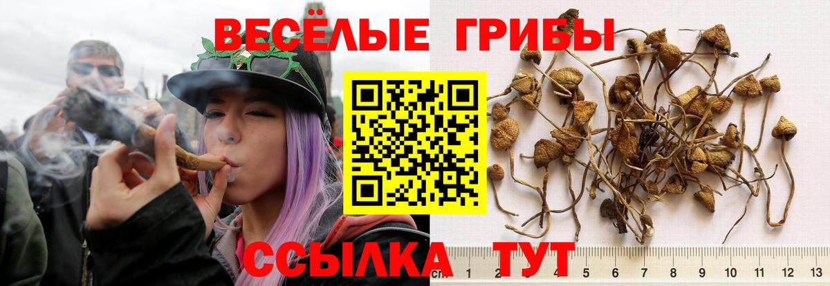 Галлюциногенные грибы мицелий Краснодар